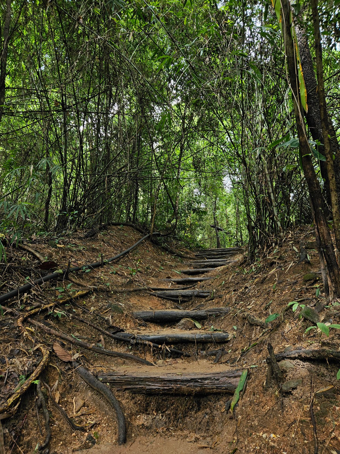 A path through the real jungle of Chiang Mai, viewed through an arched frame